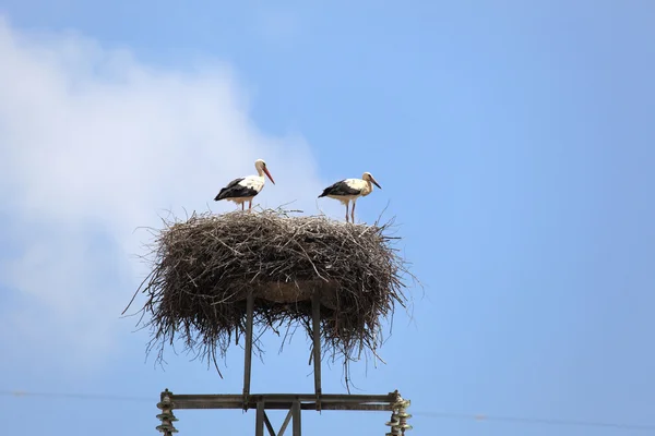 To white storks in the nest — Stock Photo, Image