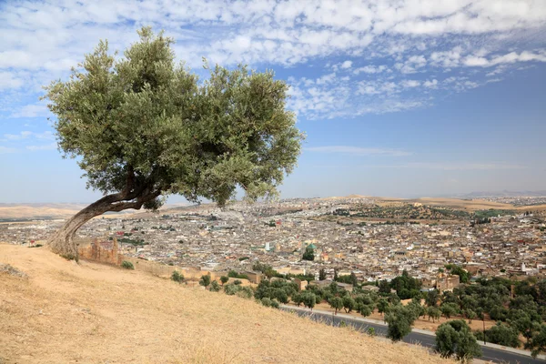 Baum über der alten Medina von fes, Marokko, Nordafrika — Stockfoto