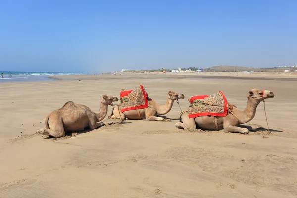 Wielbłądy na plaży w mieście asilah, Maroko — Zdjęcie stockowe