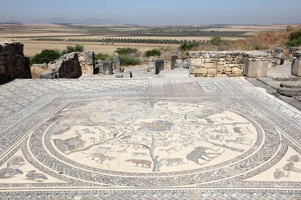 Ancienne mosaïque romaine à Volubilis, Maroc, Afrique du Nord — Photo
