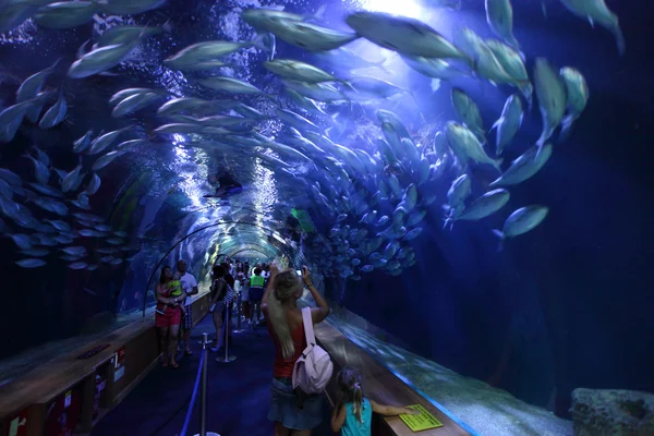 Skleněný tunel v L'Oceanografic akváriu v Valencia, Španělsko — Stock fotografie