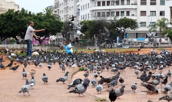 Man feeding pigeons in Casablanca, Morocco — Stock Photo, Image