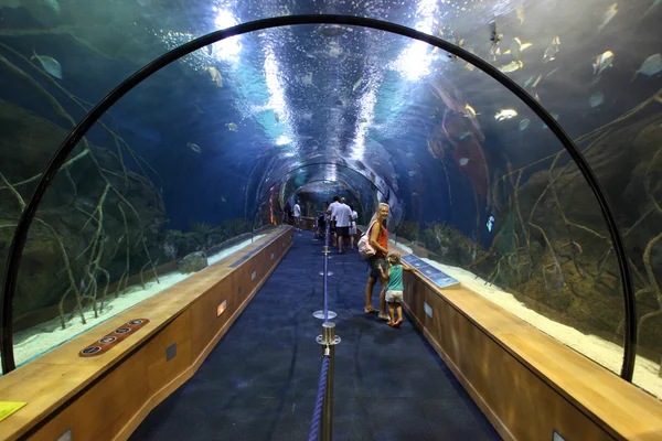 Tunnel di vetro nell'oceanario di Valencia, Spagna — Foto Stock