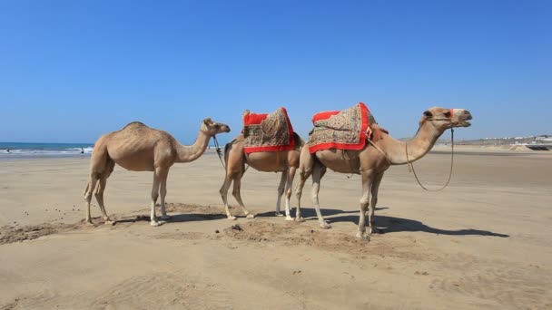 Camelos na praia em Marrocos — Vídeo de Stock