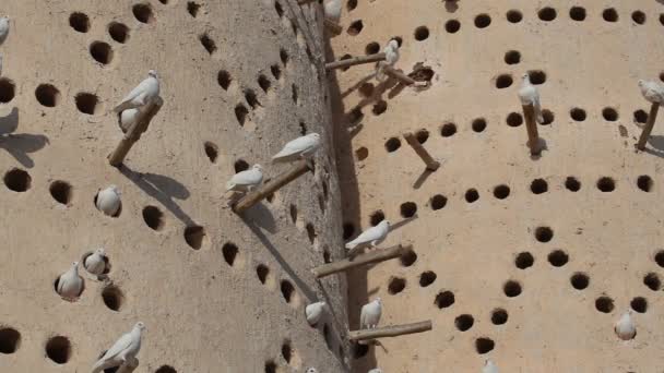 Torre dei piccioni a Doha, Qatar — Video Stock