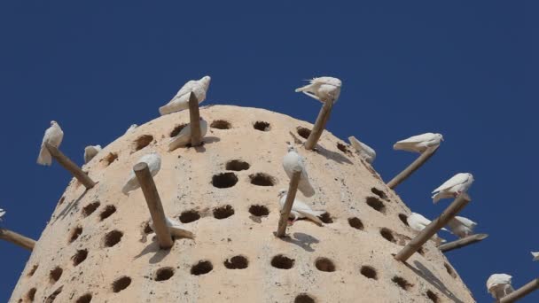 Torre de pombo em Qatar — Vídeo de Stock