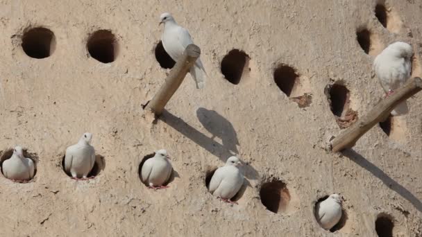 Torre de palomas en Doha, Qatar — Vídeo de stock