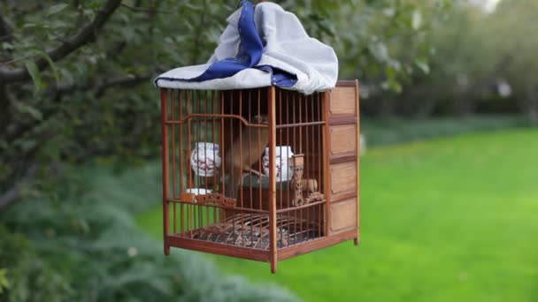 Oiseau chanteur en cage — Video