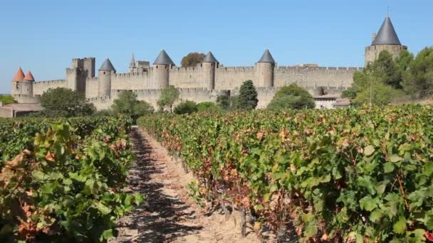 カルカソンヌ、フランスのブドウ畑 — ストック動画