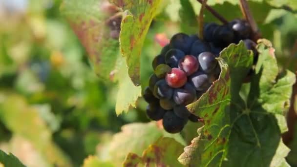 Moscatel negro uvas — Vídeo de stock
