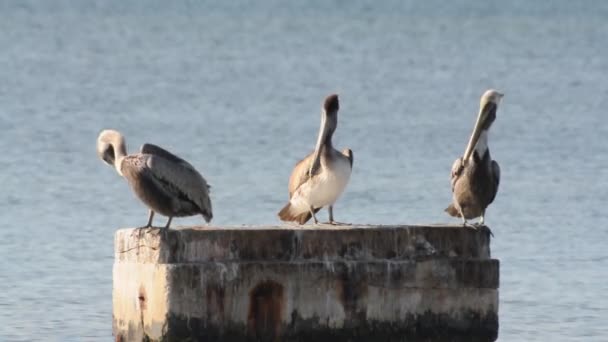 Pelicanes покоится на старом пирсе — стоковое видео