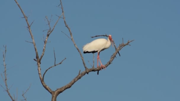 Weißer Ibis — Stockvideo