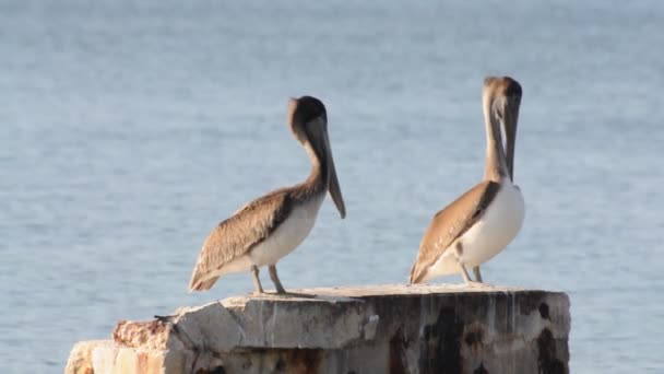 Pelicanes — Stok video