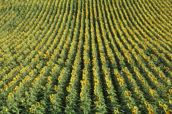 Vista sobre un campo de girasoles — Foto de Stock