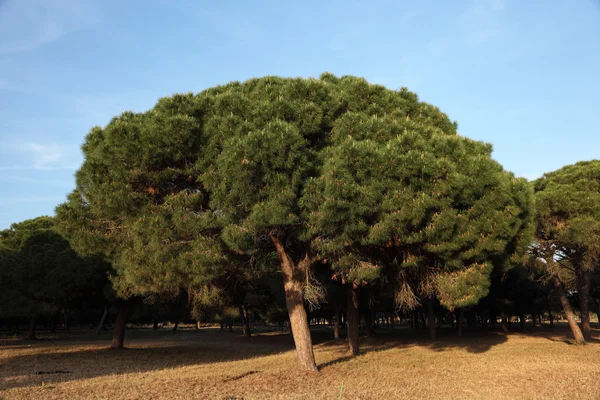 Kiefern in Andalusien, Spanien — Stockfoto