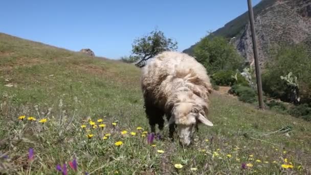 Pâturage des moutons — Video