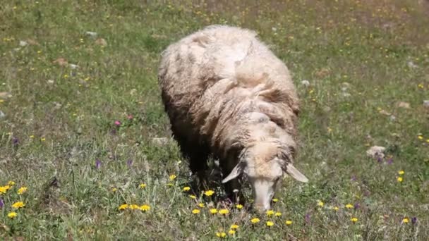Пасущиеся овцы — стоковое видео