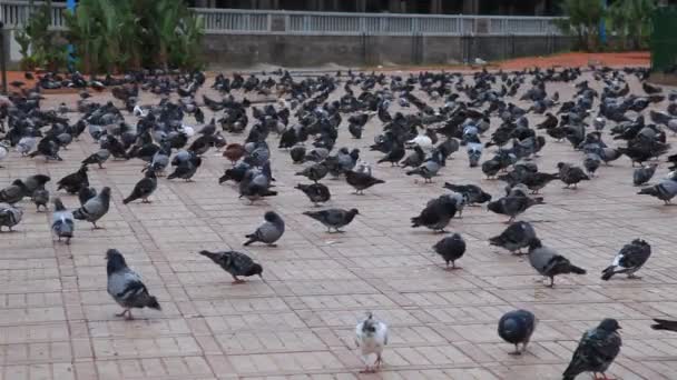 Palomas. — Vídeo de stock