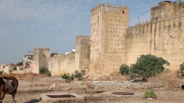 Cabras en Fez, Marruecos — Vídeo de stock