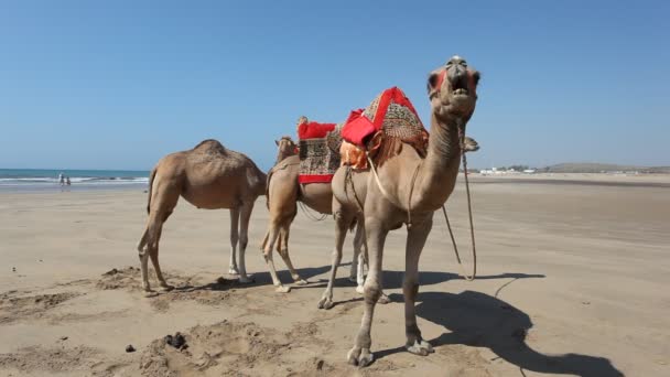 Kamelen op het strand in Marokko — Stockvideo