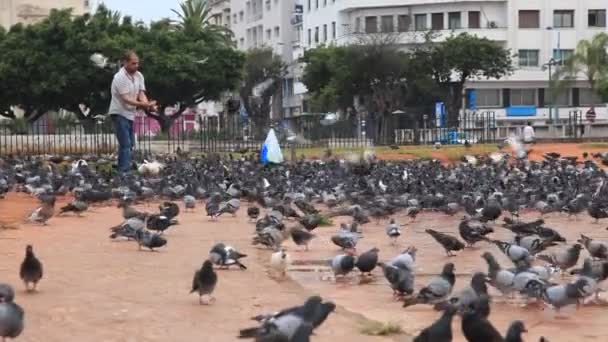 Un hombre alimenta palomas — Vídeos de Stock