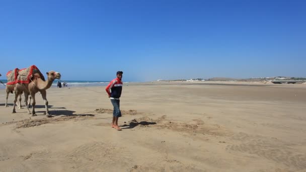 Chameaux sur la plage au Maroc — Video