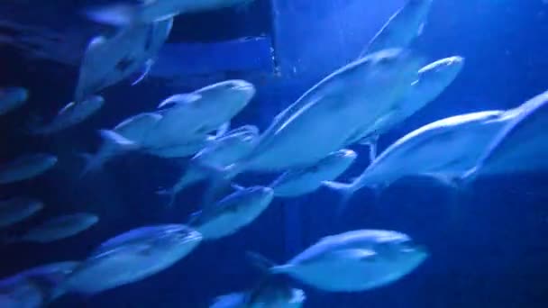 Escuela de peces — Vídeos de Stock