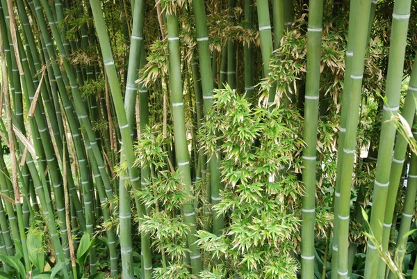 Fundo de bambu — Fotografia de Stock