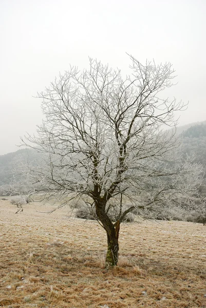 Árvore na paisagem de inverno — Fotografia de Stock