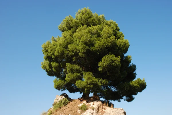 Árbol solitario —  Fotos de Stock