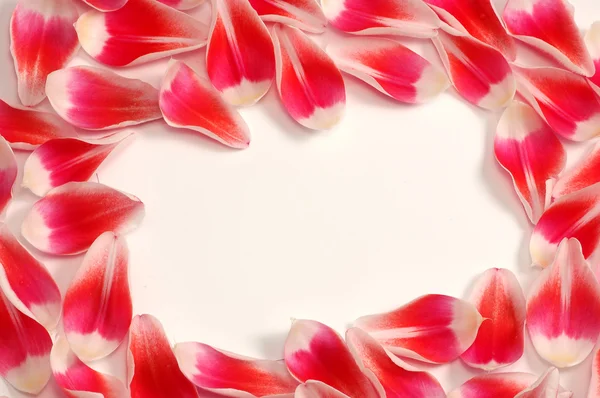 Tulips petals frame with space for text — Stock Photo, Image