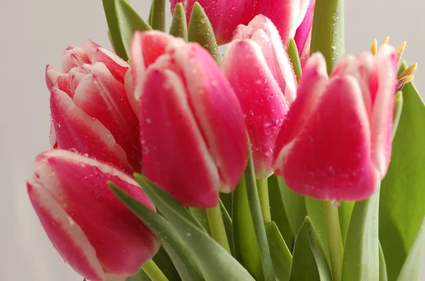 Pink tulips bouquet close-up — Stock Photo, Image