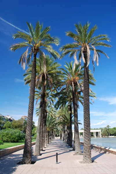 Palmengesäumte Gasse in Valencia, Spanien — Stockfoto