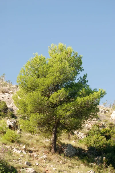 Μοναχικό δέντρο — Φωτογραφία Αρχείου