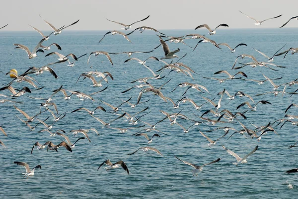 Gaivotas — Fotografia de Stock