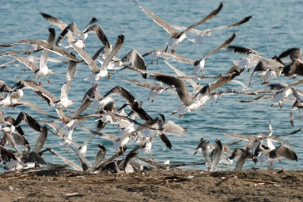 Seagulls — Stock Photo, Image