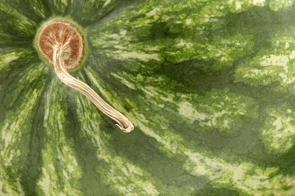 Watermelon close-up — Stock Photo, Image
