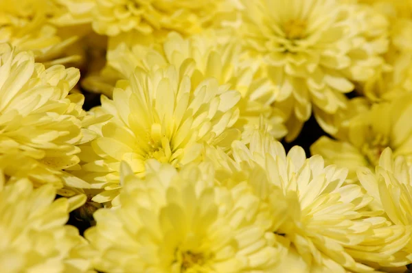Закрыть глаза на красивые желтые цветочки — стоковое фото