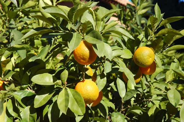 Orange tree — Stock Photo, Image