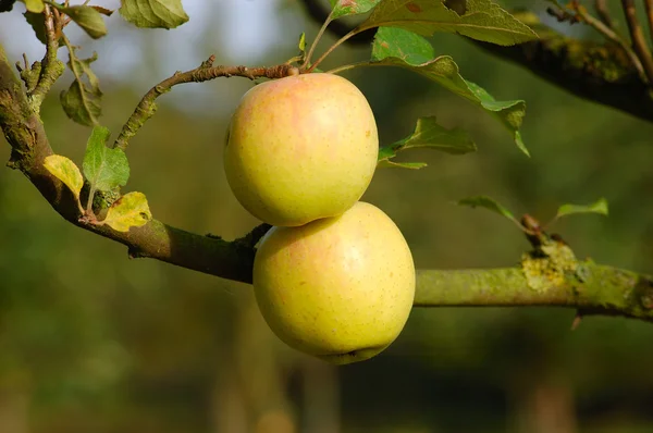 Manzanas —  Fotos de Stock