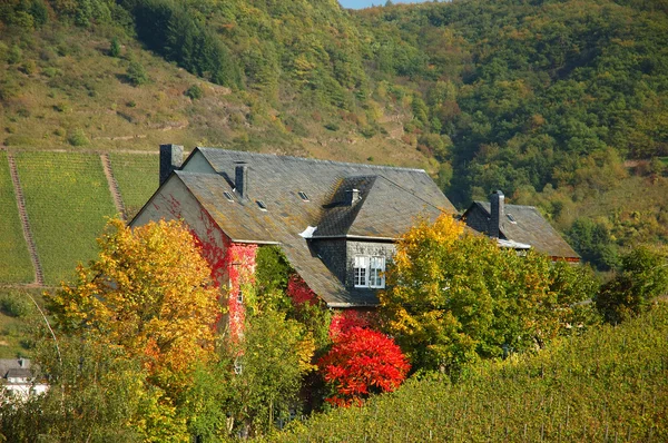Hus i vingården — Stockfoto