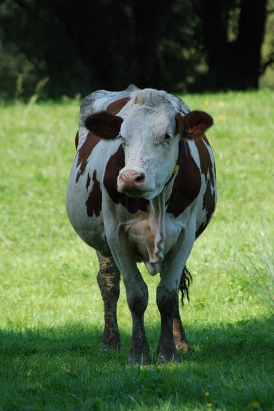 Krowy — Zdjęcie stockowe