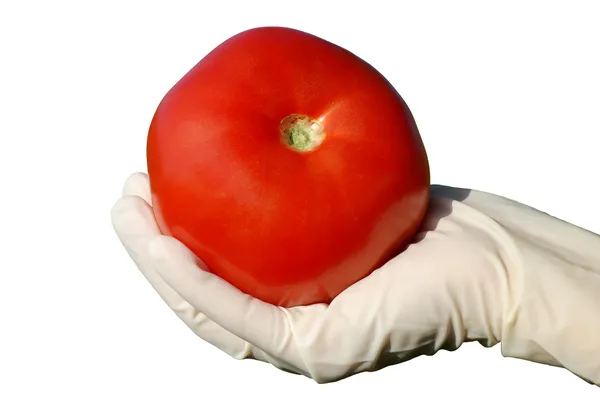 Hand in glove holding contaminated tomato — Stock Photo, Image