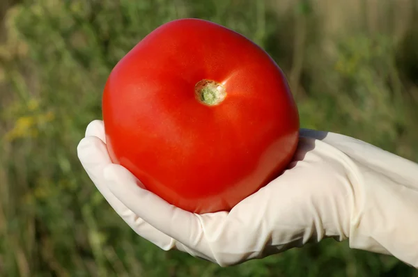 Hand with tomato — Stock Photo, Image