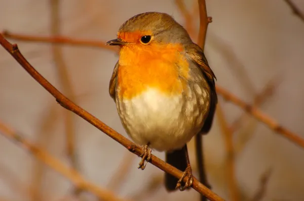 Robin en hiver — Photo
