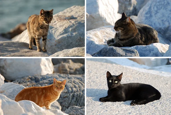 Cuatro lindos gatos, fotografiados en Marbella, España —  Fotos de Stock