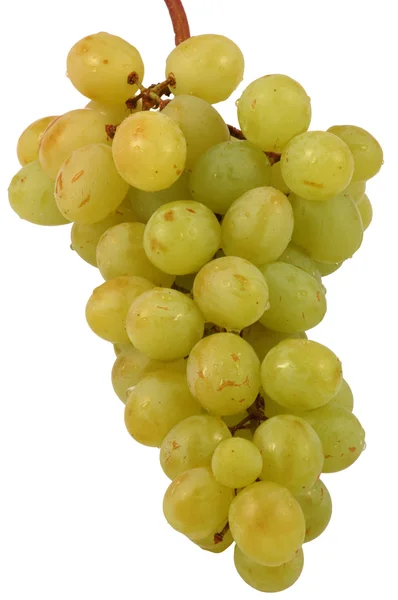 Grapes — Stock Photo, Image