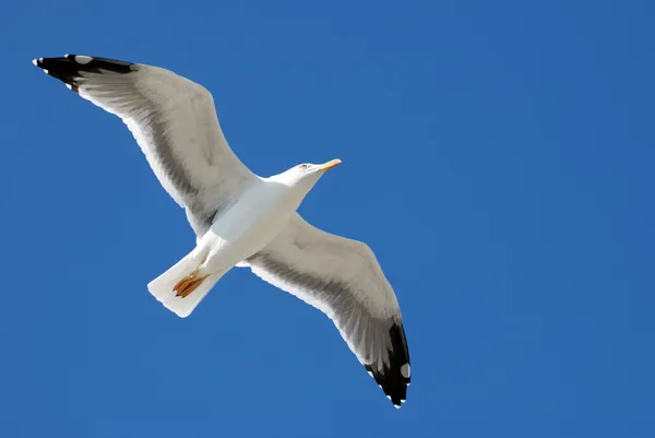 นกนางนวลกับท้องฟ้าสีฟ้า — ภาพถ่ายสต็อก