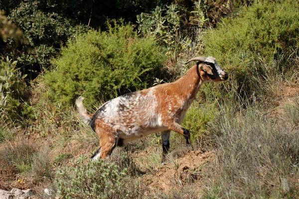 Mountain goat — Stock Photo, Image