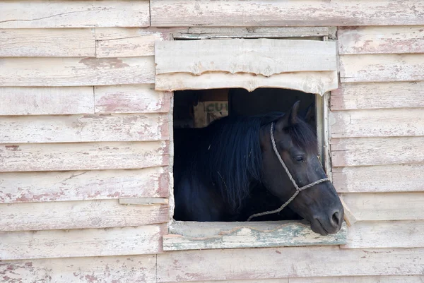 Paard kijken uit het raam — Stockfoto